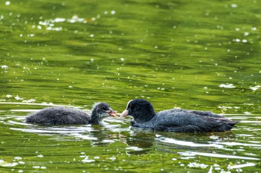 Avrasya yaban ördeği (
