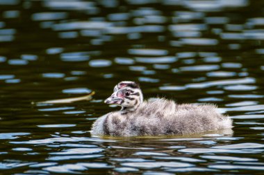 Tüylü, tüylü Grested Baby, Podiceps kristali turuncu güzel renkler, kırmızı gözlü bir su kuşu. Eski Dünya 'da bulunan en büyük aile üyesidir..