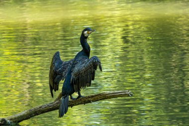 Kuzey yarımküre boyunca büyük siyah karabatak olarak bilinen büyük karabatak, Avustralya 'daki siyah karabatak ve Yeni Zelanda' nın daha güneyindeki siyah karabatak