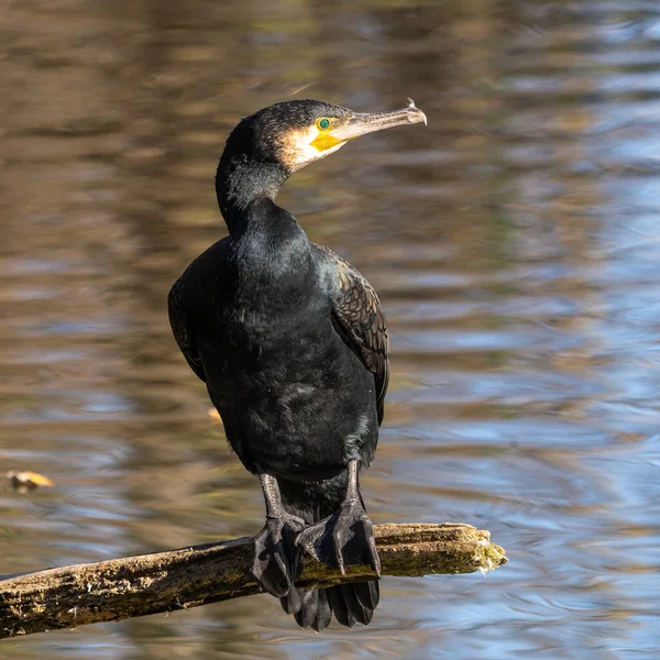 Kuzey yarımküre boyunca büyük siyah karabatak olarak bilinen büyük karabatak, Avustralya 'daki siyah karabatak ve Yeni Zelanda' nın daha güneyindeki siyah karabatak