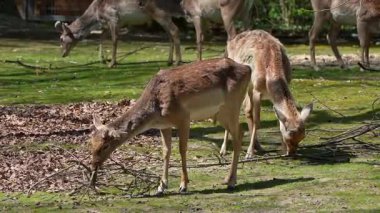 Fallow deer, Dama mezopotamya, Cervidae familyasından bir memeli türü..