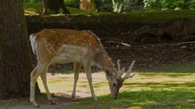 Fallow deer, Dama mezopotamya, Cervidae familyasından bir memeli türü..