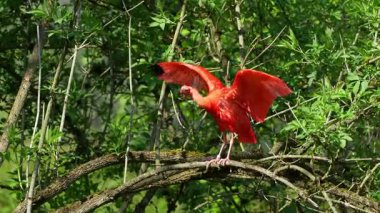 Kızıl aynak, Eudocimus ruber, Threskiornithidae familyasından bir kuş, kabuklu deniz ürünlerinin kırmızımsı renklerine hayran kalmıştır.