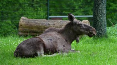 Geyik ya da geyik, Alces Alces geyik familyasındaki en büyük türdür. Geyikler, erkeklerin geniş, düz ya da palmat boynuzlarıyla ayırt edilir..