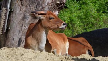 Banteng, Bos javanicus veya Red Bull. Vahşi bir sığır türüdür ama sığır ve bizondan farklı kilit özellikler vardır: hem erkek hem de dişilerde beyaz bir şerit..