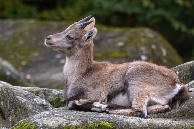 Genç dağ keçisi bir kayanın üzerinde - Alman parkında Capra dağ keçisi