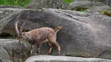 Genç dağ keçisi bir kayanın üzerinde - Alman parkında Capra dağ keçisi