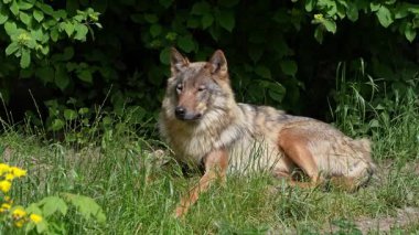 Kurt, gri kurt ya da kereste kurdu olarak da bilinen, Avrasya ve Kuzey Amerika 'nın vahşi ve uzak bölgelerinde yaşayan bir köpek türüdür..