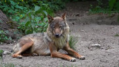 Kurt, gri kurt ya da kereste kurdu olarak da bilinen, Avrasya ve Kuzey Amerika 'nın vahşi ve uzak bölgelerinde yaşayan bir köpek türüdür..