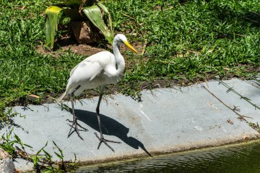 Büyük balıkçıl, Brezilya 'nın Para Eyaleti Belem şehrindeki Praca Batista Campos' ta Ardea alba. Mahallede aynı isimde bir meydan.
