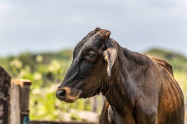 Kuzey Brezilya 'daki Marajo Adası' ndaki Soure 'da Vahşi Su Bufalosu