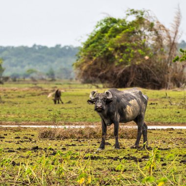 Brezilya 'nın Marajo Adası' ndaki Soure 'de Fazenda adında bir kırsal arazide Buffalos Suyu..