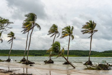 Güzel Caju-una plajı, Amazon nehri ağzının yanında, Soure, Marajo adası, Brezilya.