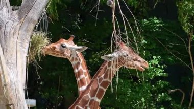 Zürafa, Zürafa camelopardalis, Afrika 'nın tek ayak parmaklı tek parmaklı, yaşayan en uzun boylu, en uzun boylu kara hayvanıdır..
