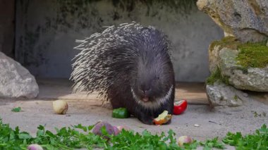 Hint armalı kirpi (