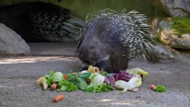 Hint armalı kirpi (