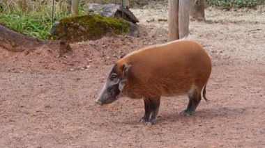 Kızıl nehir domuzu, Potamochoerus porcus, ayrıca çalı domuzu olarak da bilinir. Bu domuzun yer altında yiyecek bulmak için keskin bir koku alma duyusu var..