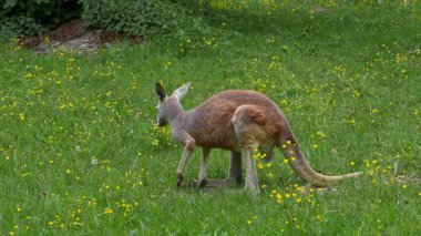 Kırmızı kanguru, Macropus Rufus tüm kanguruların en büyüğü, Avustralya 'ya özgü en büyük karasal memeli ve mevcut en büyük keseli hayvandır..