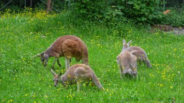 Kırmızı kanguru, Macropus Rufus tüm kanguruların en büyüğü, Avustralya 'ya özgü en büyük karasal memeli ve mevcut en büyük keseli hayvandır..