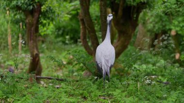 Demokiselle Crane ve Anthropoides başak kuşları gün boyunca açık yeşil çayırlarda yaşarlar. Orta Avrupa 'da bulunan bir turna türüdür.