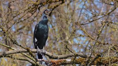 Kuzey yarımküre boyunca büyük siyah karabatak olarak bilinen büyük karabatak, Avustralya 'daki siyah karabatak ve Yeni Zelanda' nın daha güneyindeki siyah karabatak