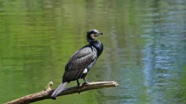 Kuzey yarımküre boyunca büyük siyah karabatak olarak bilinen büyük karabatak, Avustralya 'daki siyah karabatak ve Yeni Zelanda' nın daha güneyindeki siyah karabatak