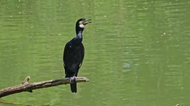 Kuzey yarımküre boyunca büyük siyah karabatak olarak bilinen büyük karabatak, Avustralya 'daki siyah karabatak ve Yeni Zelanda' nın daha güneyindeki siyah karabatak