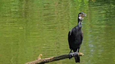 Kuzey yarımküre boyunca büyük siyah karabatak olarak bilinen büyük karabatak, Avustralya 'daki siyah karabatak ve Yeni Zelanda' nın daha güneyindeki siyah karabatak
