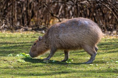 Capybara, Hydrochoerus hydrochaeris Güney Amerika 'da yaşayan bir memelidir. Dünyada yaşayan en büyük kemirgendir..