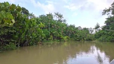 Brezilya 'nın kuzeyinde yer alan Belem do Para' daki Guama Nehri 'nde tekne turu. Amazon ormanlarının oradaki doğal yeşil alan..