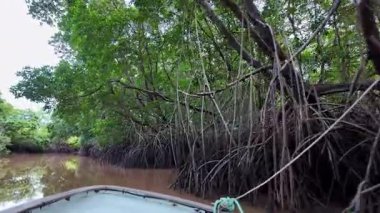 Igarape do Urubu Nehri, Delta das Canarias, Ilha das Canarias, Brezilya 'da tekne gezisi. Amazon yağmur ormanları. Güney Amerika