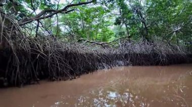 Igarape do Urubu Nehri, Delta das Canarias, Ilha das Canarias, Brezilya 'da tekne gezisi. Amazon yağmur ormanları. Güney Amerika
