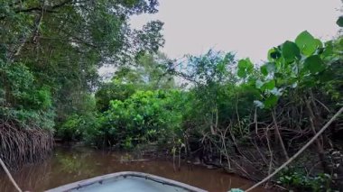 Igarape do Urubu Nehri, Delta das Canarias, Ilha das Canarias, Brezilya 'da tekne gezisi. Amazon yağmur ormanları. Güney Amerika