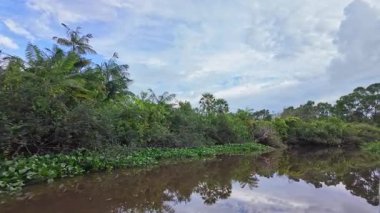 Igarape do Urubu Nehri, Delta das Canarias, Ilha das Canarias, Brezilya 'da tekne gezisi. Amazon yağmur ormanları. Güney Amerika