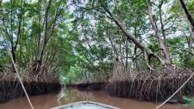 Igarape do Urubu Nehri, Delta das Canarias, Ilha das Canarias, Brezilya 'da tekne gezisi. Amazon yağmur ormanları. Güney Amerika