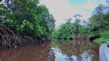 Igarape do Urubu Nehri, Delta das Canarias, Ilha das Canarias, Brezilya 'da tekne gezisi. Amazon yağmur ormanları. Güney Amerika
