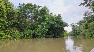 Igarape do Urubu Nehri, Delta das Canarias, Ilha das Canarias, Brezilya 'da tekne gezisi. Amazon yağmur ormanları. Güney Amerika