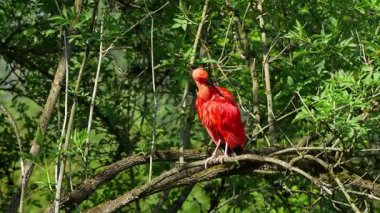 Kızıl aynak, Eudocimus ruber, Threskiornithidae familyasından bir kuş, kabuklu deniz ürünlerinin kırmızımsı renklerine hayran kalmıştır.
