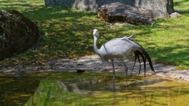 Grus paradisea, Güney Afrika 'ya özgü nesli tükenmekte olan bir kuş türü. Güney Afrika 'nın ulusal kuşudur.