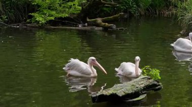 Büyük Beyaz Pelikan (