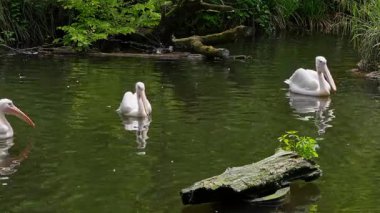 Büyük Beyaz Pelikan (