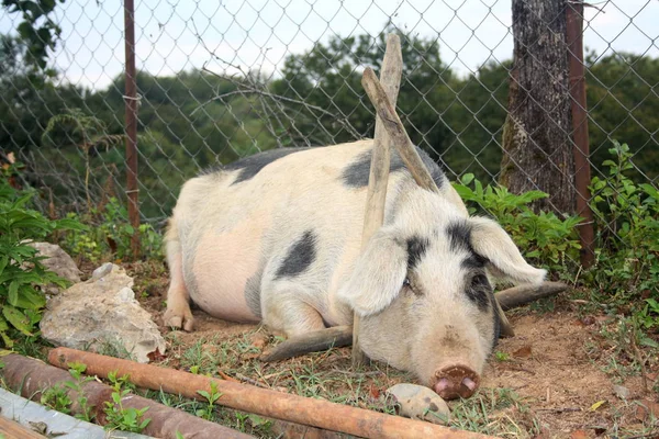 Mother pig with anti-vandal wooden structure on its neck to protect farmers garden and yard, Abkhasia