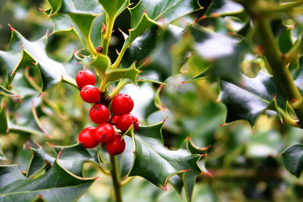 Holly tree with leaves and red berries closeup. Christmas tree.