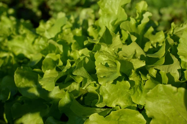 Green lettuce, vegetable, organic in farm land