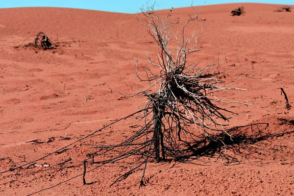 Dead tree or bush in desert in red colors - background for global warming theme
