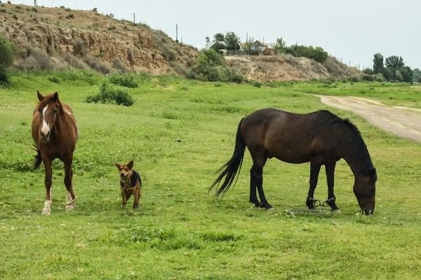 Two horses walking and are guided by dog on grass field
