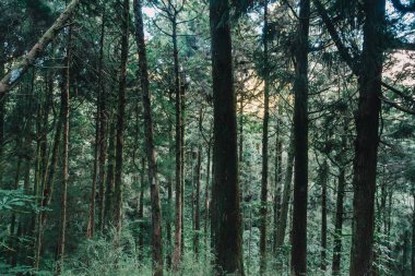 Orman alişan Tayvan, taichung