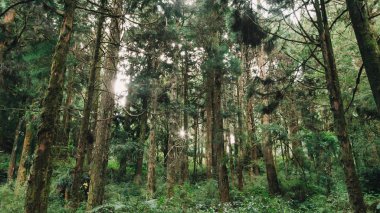Güneş ışınları orman alişan Tayvan, taichung