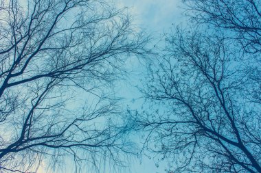 Çıplak güzel soyut ağaç dalları, yaprakları iç içe. Aşağı yukarı, açı düşük, kışın görüntülemek