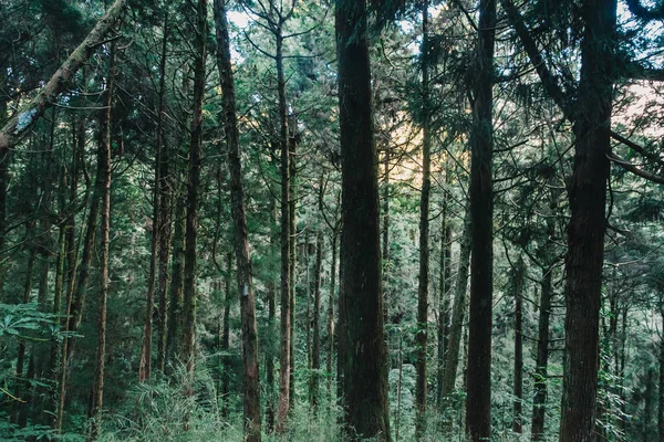 Foresta Alishan Taiwan Taichung — Foto Stock